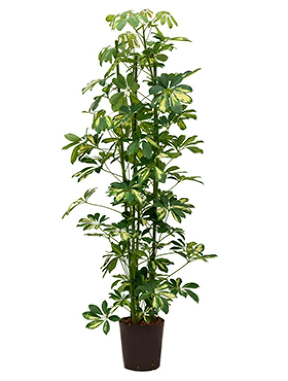 Syngonium Red Spot blad