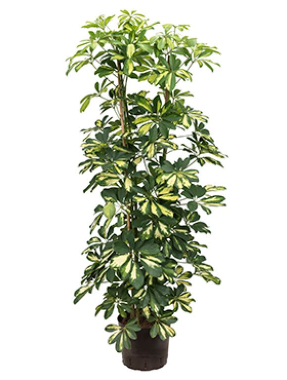 Scindapsus Treubii Dark