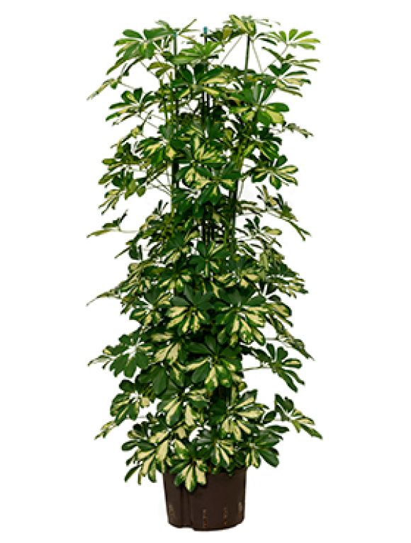 Scindapsus Treubii Dark plant