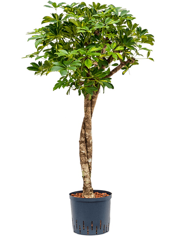 Monstera Siltepecana