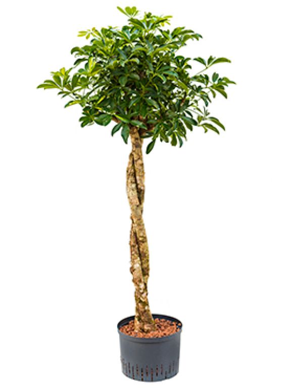 Scindapsus Treubii Dark plant