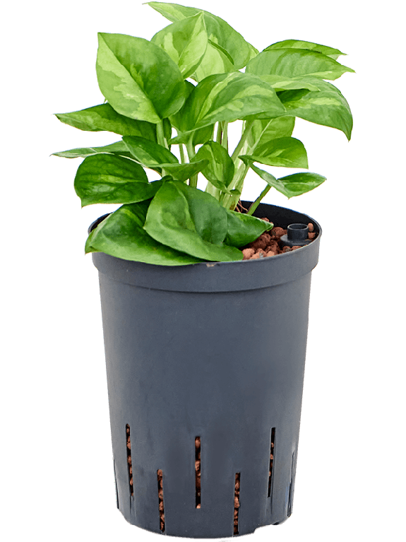 Syngonium Red Spot blad