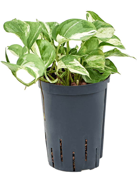 Epipremnum Pinnatum Global Green blad