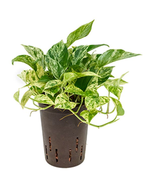 Epipremnum Pinnatum Global Green blad