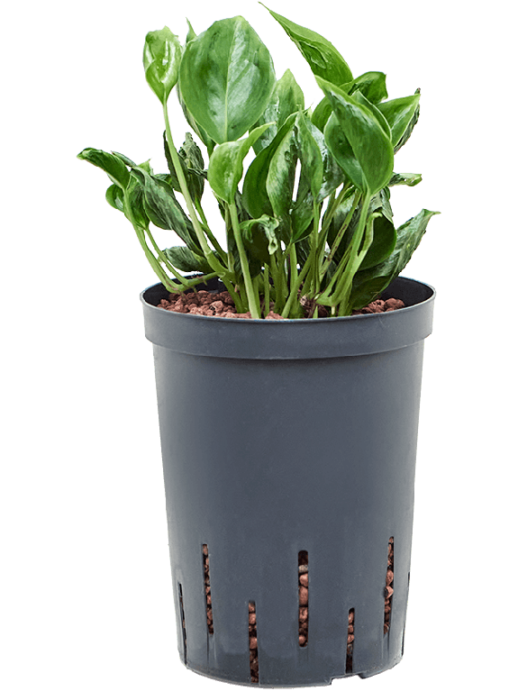 Epipremnum Pinnatum Global Green blad