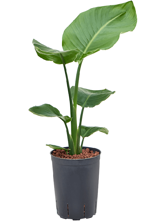 Syngonium Red Spot blad