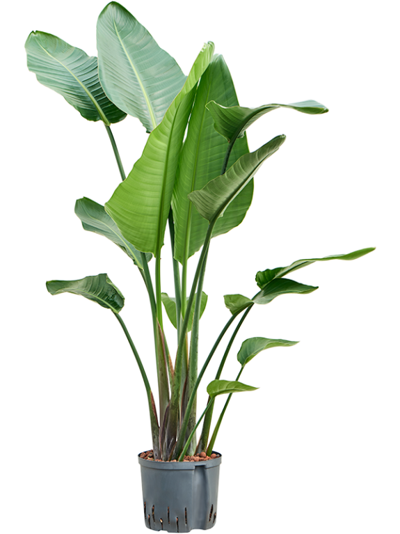 Epipremnum Pinnatum Global Green