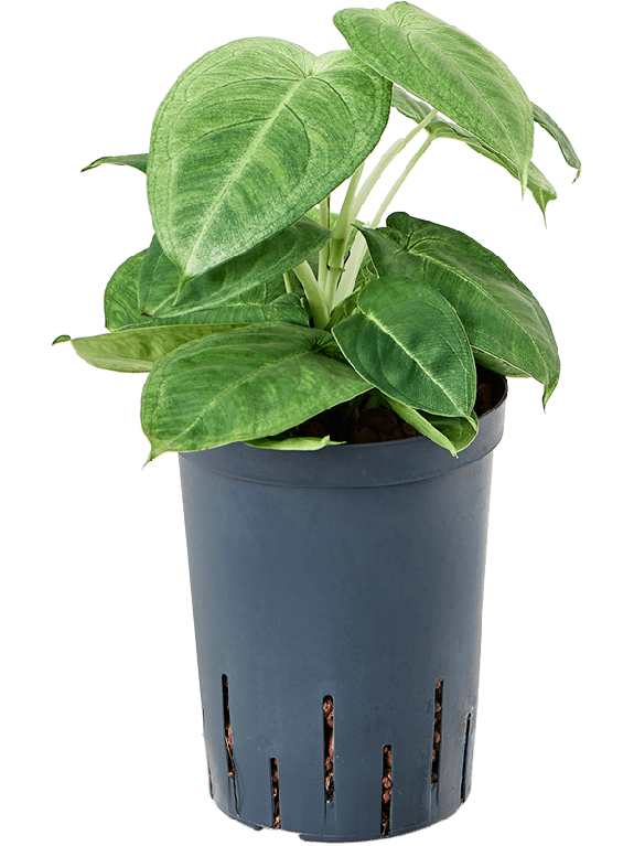 Syngonium Red Spot blad