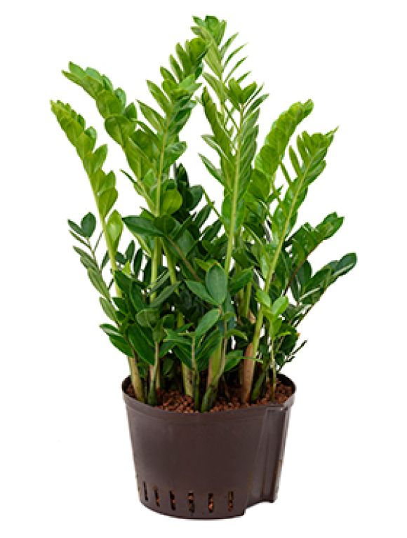 Scindapsus Treubii Dark plant