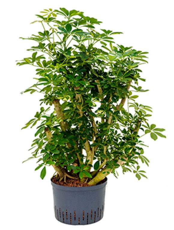 Epipremnum Pinnatum Global Green blad