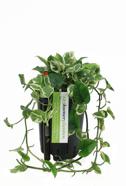 Epipremnum Pinnatum Global Green blad