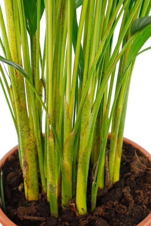 Plante avec plusieurs boutures en pot