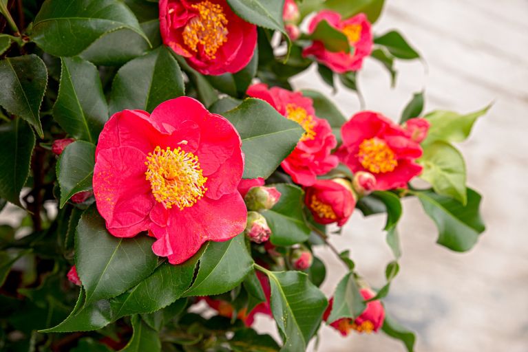 Syngonium Red Spot blad