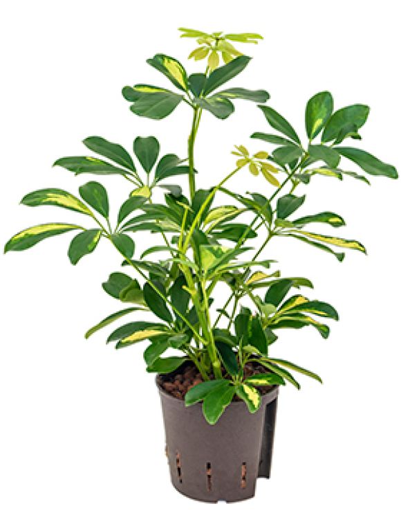 Epipremnum Pinnatum Global Green