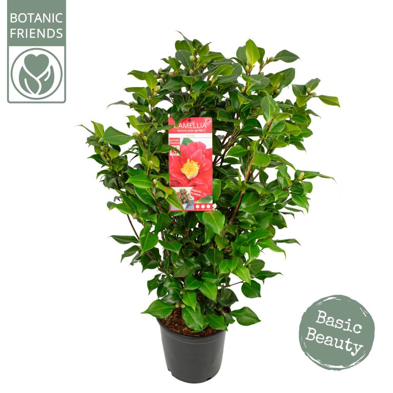 Epipremnum Pinnatum Global Green