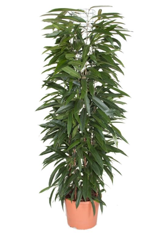 Hoya Krohniana Silver blad