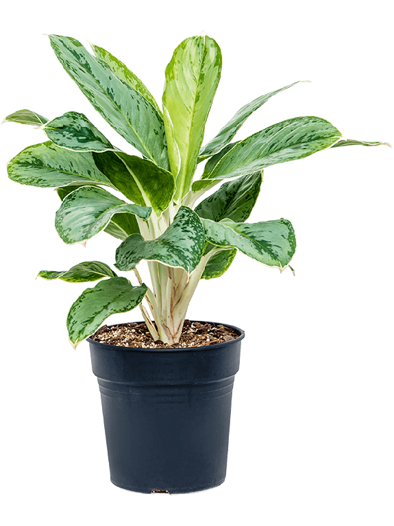 Solanum Evolvulifolium - P10