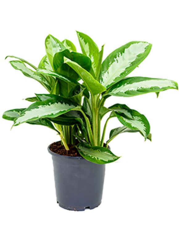 Monstera Siltepecana