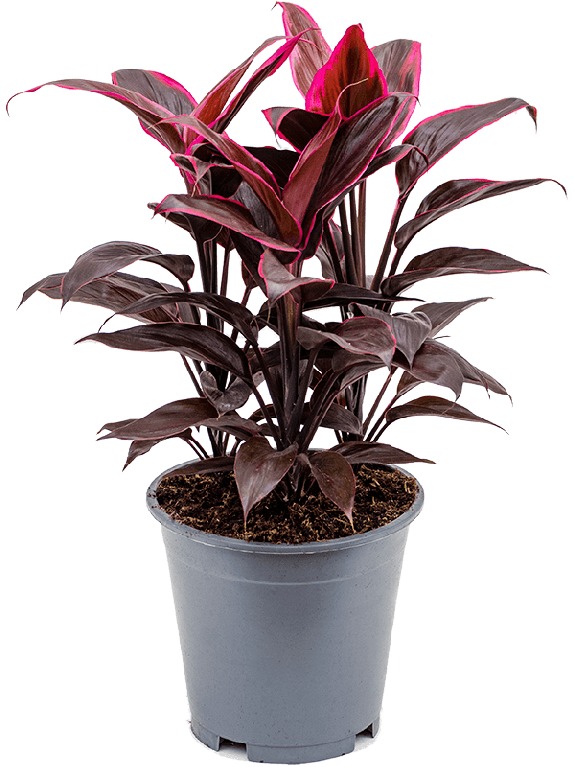 Syngonium Red Spot blad