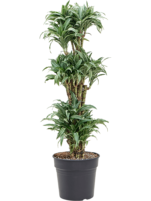 Epipremnum Pinnatum Global Green