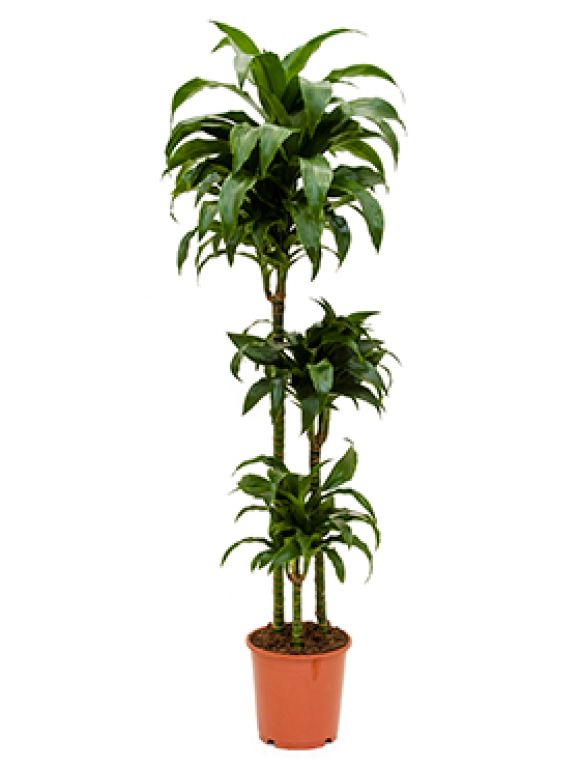 Syngonium Pink Splash