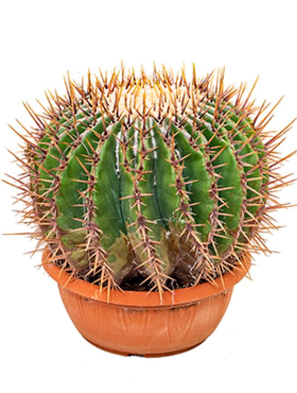 Epipremnum Pinnatum Global Green blad
