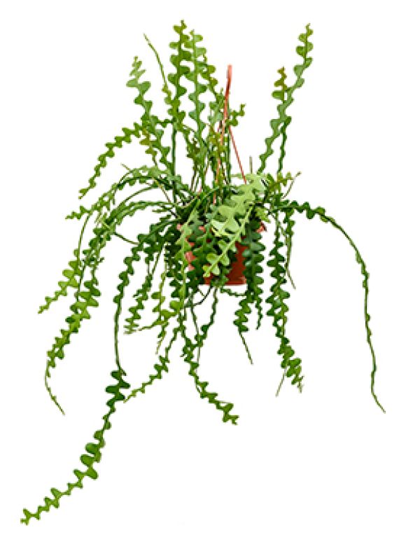 Scindapsus Treubii Dark
