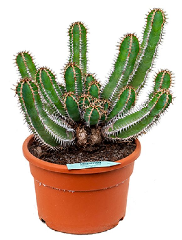 Euphorbia avasmontana