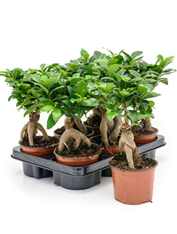 Scindapsus Treubii Dark plant