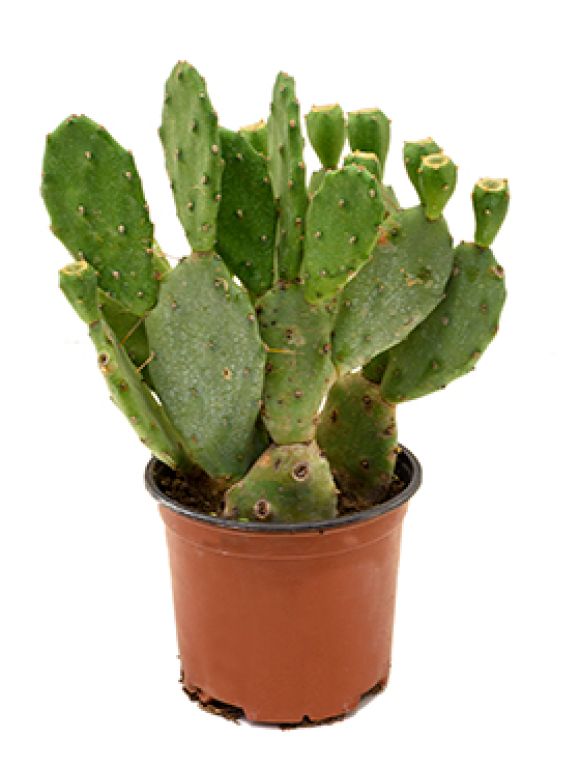 Syngonium Red Spot blad