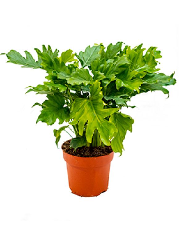Syngonium Red Spot blad