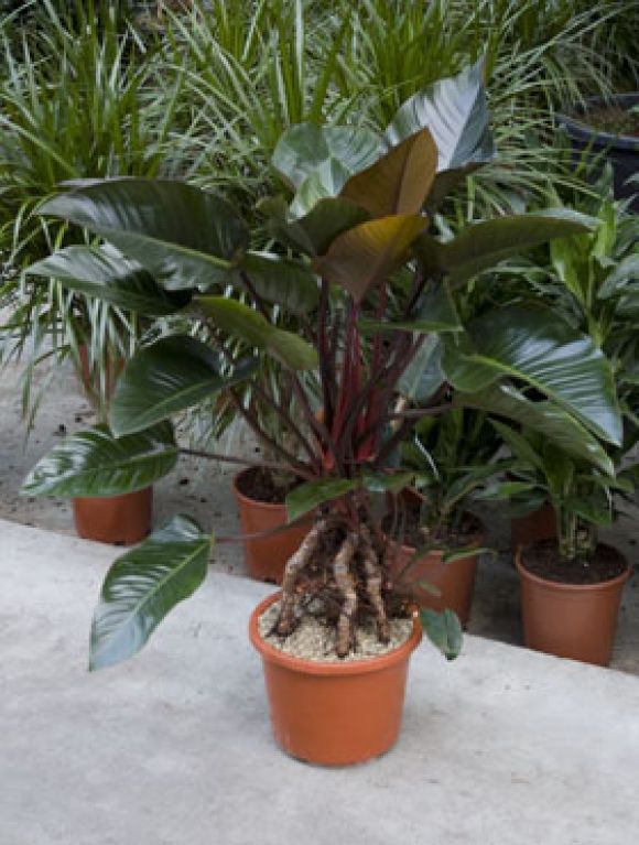 Scindapsus Treubii Dark plant