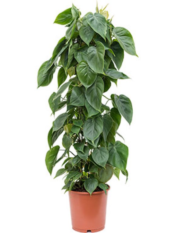Monstera Siltepecana