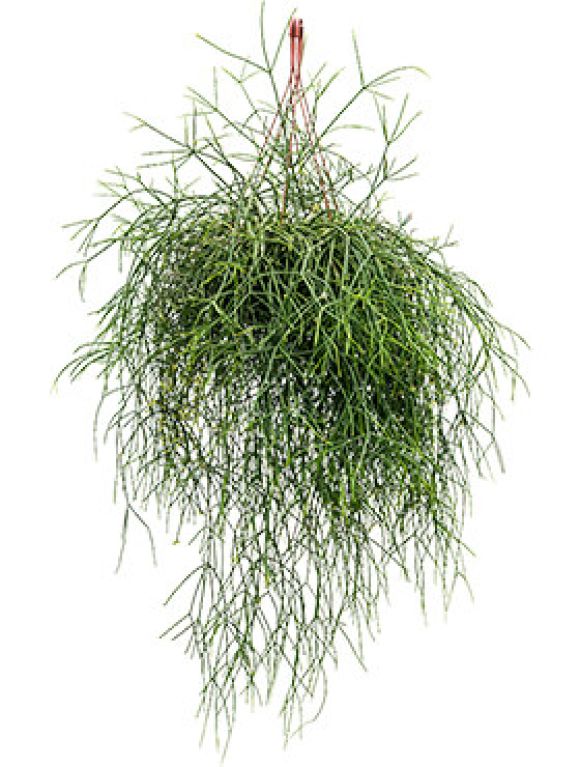 Marcgravia Sintenisii