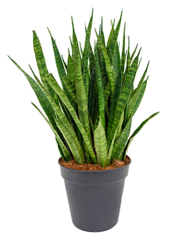 Scindapsus Treubii Dark plant