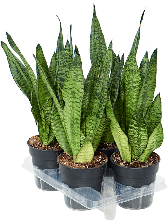 Syngonium Red Spot blad