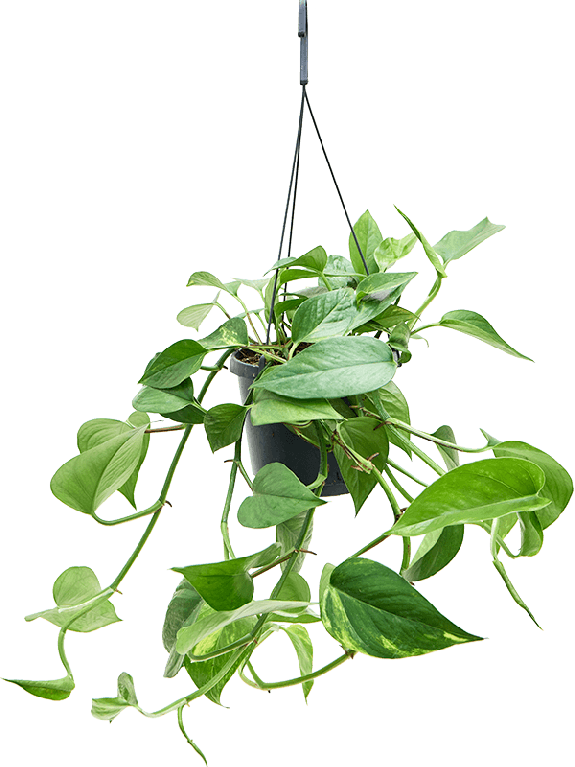 Philodendron Plowmanii
