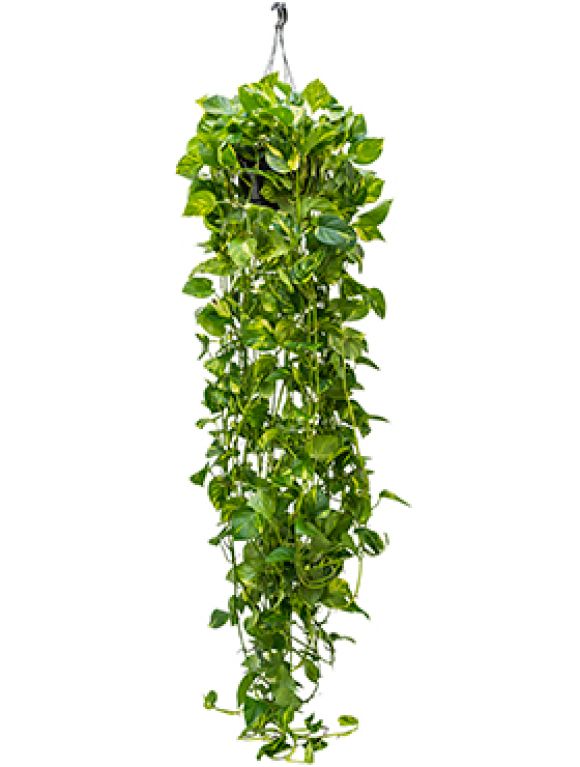Philodendron Brandtianum
