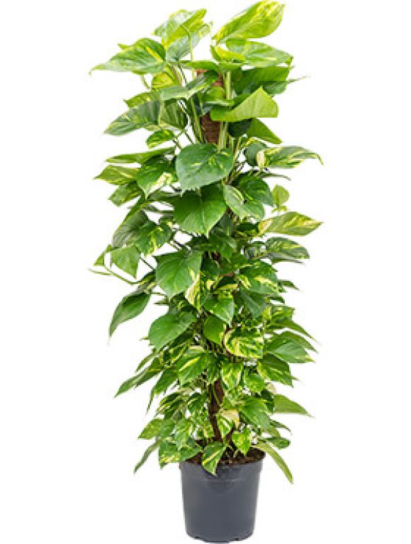 Syngonium Three Kings