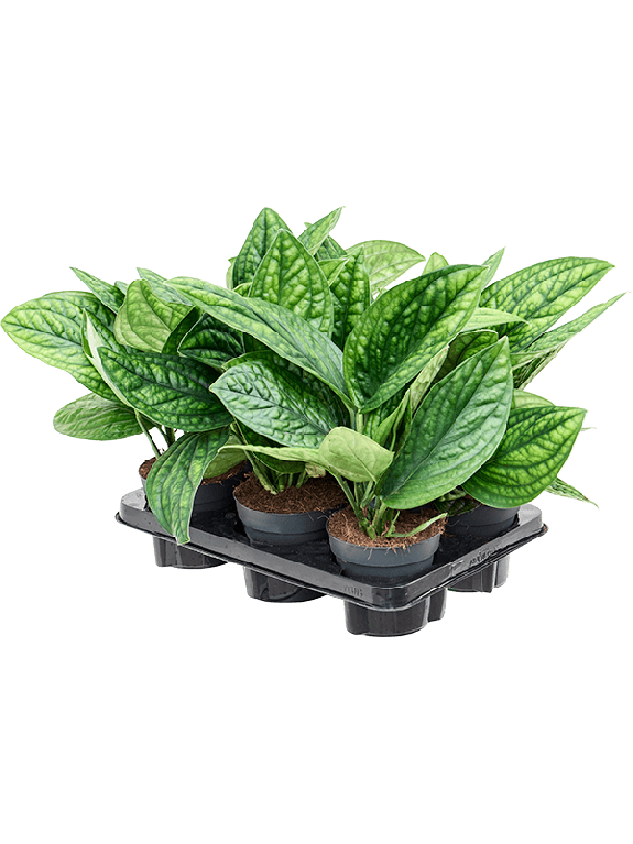 Alocasia Branchifolia Pink Passion blad