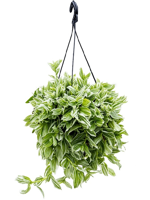 Philodendron Plowmanii