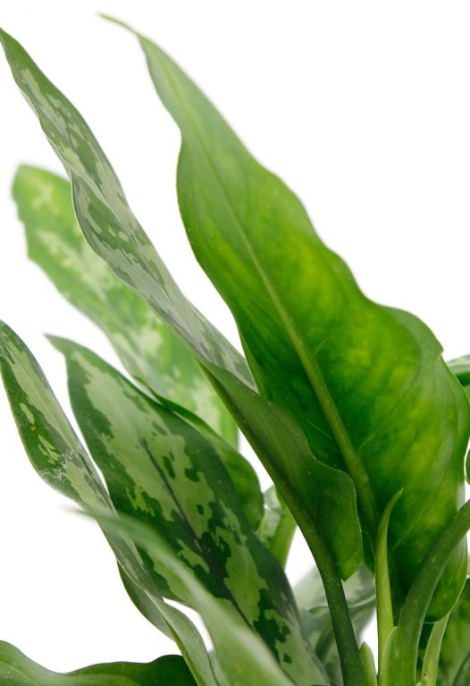 Monstera Siltepecana