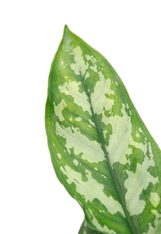 Alocasia Branchifolia Pink Passion blad