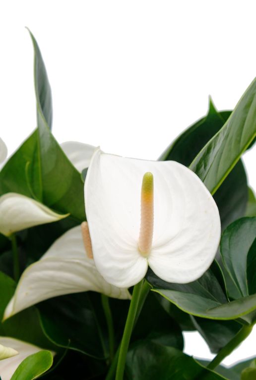 Monstera Siltepecana