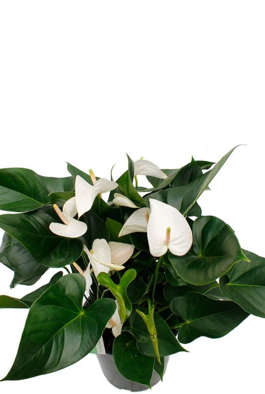 Alocasia Branchifolia Pink Passion blad