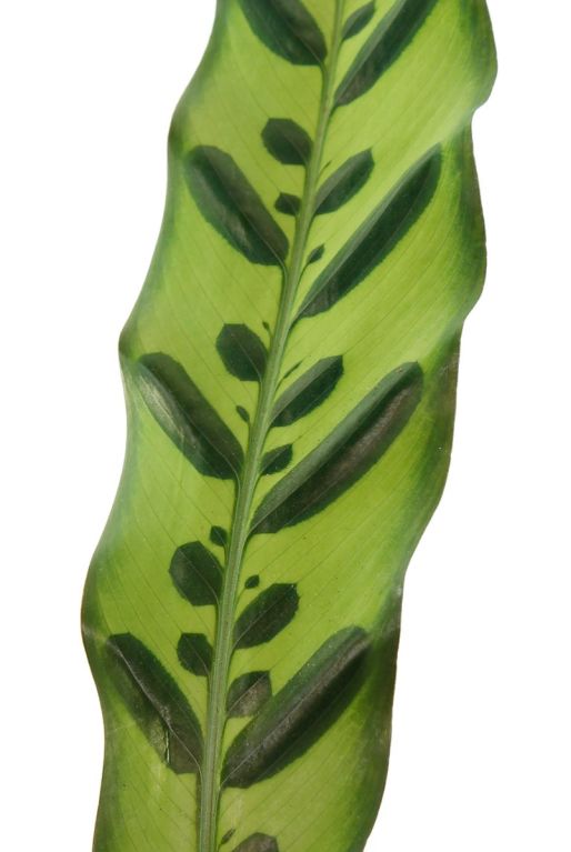 Calathea insignis