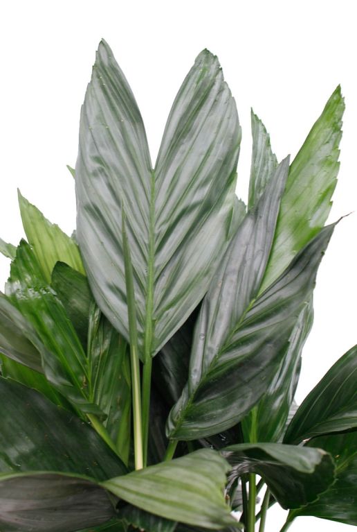 Scindapsus Treubii Dark plant