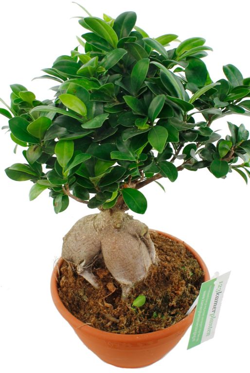 Hoya Krohniana Silver blad
