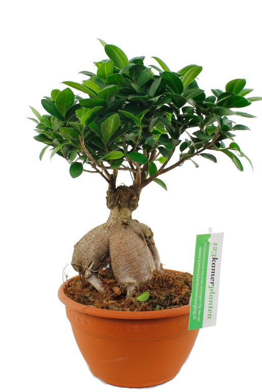 Philodendron Brandtianum