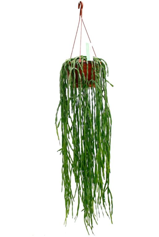 Epipremnum Pinnatum Global Green blad